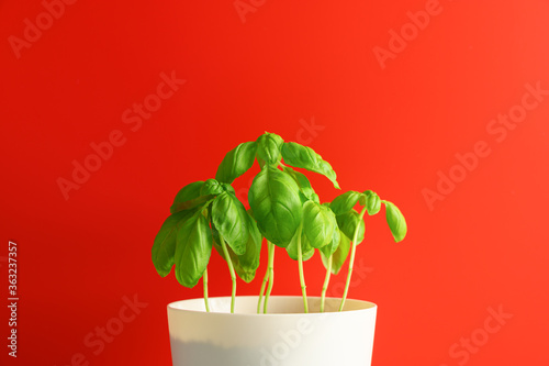 Fresh green basil growing in a white pot on a red background. Eco food and home garden concept. Copy space.