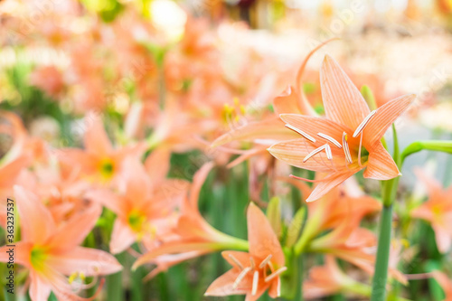 Field of Amaryllis  flower