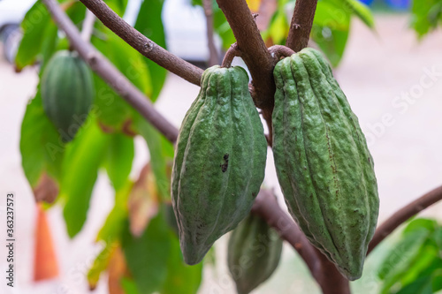 Photography Fresh cocoa fruit at cacao tree