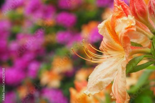 Selective focus shot of rhododendron prinophyllum golden lights flowers in Halifax public garden photo