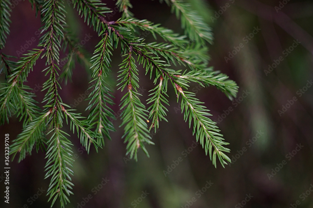 prickly green spruce branch in the forest prickly green spruce branch in the forest