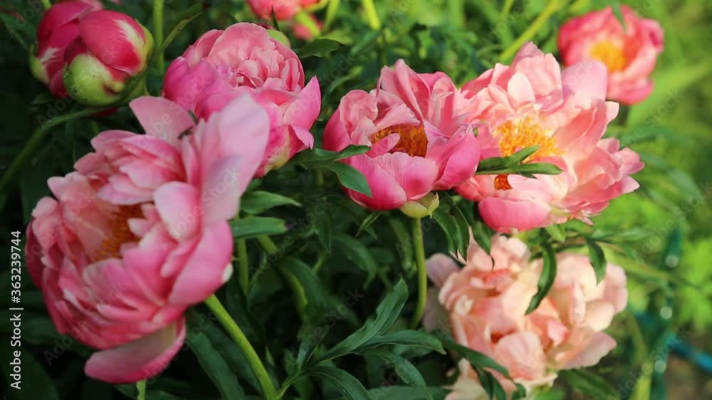 herbaceous peony 'coral charm' in flowers herbaceous peony 'coral charm' in flowers