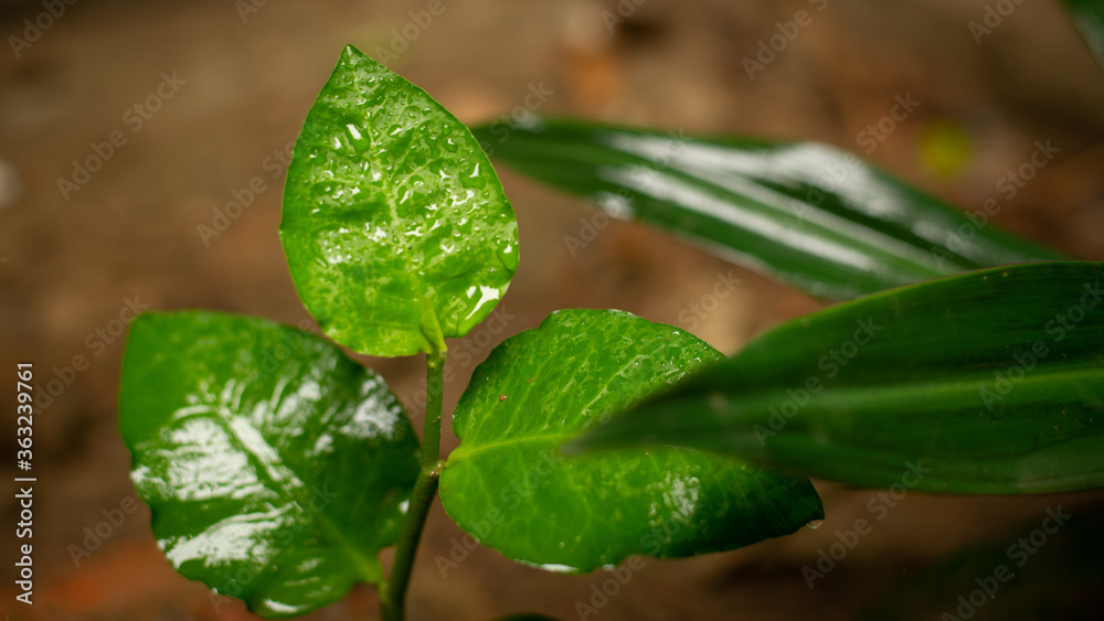 The leaves start out solid green, in clusters of three per stem . The leaves start out solid green, in clusters of three per stem .