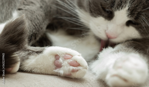 Photography Close-up on a paw of a cat that is lying at home on a sofa