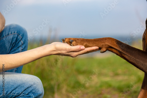Paw of a brown-and-tan doberman dobermann dog in the human girl's hand. Close-up on a blurred background of grass and sky. Horizontal orientation.