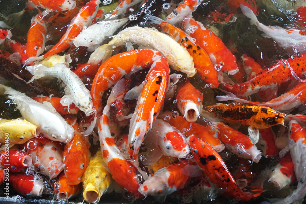 Fancy carp, Mirror carp or Koi fish in the pond is opening its mouth and waiting to eat food. Fancy carp, Mirror carp or Koi fish in the pond is opening its mouth and waiting to eat food.