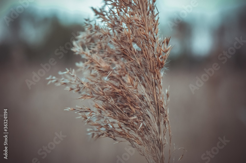 close up of dry grass in the wind