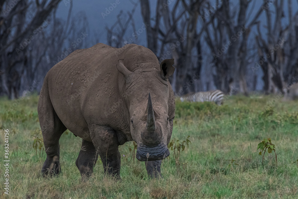 Obraz premium The Black Rhino of Africa!!!