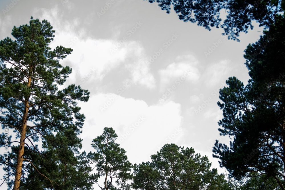 Trees on a gray sky background. Trees on a gray sky background.