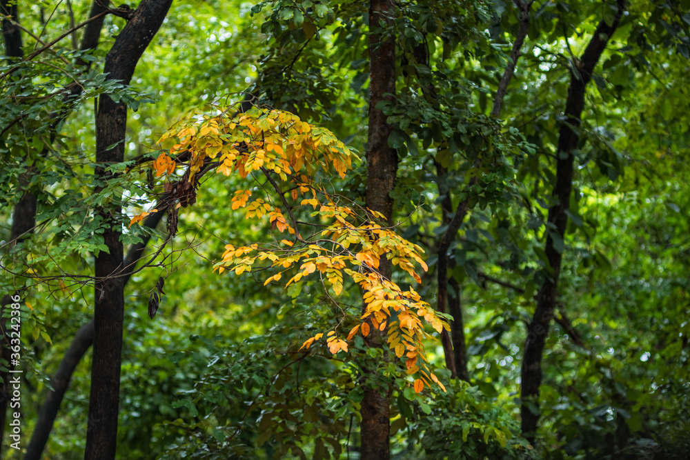 Yellow leaves in the forest