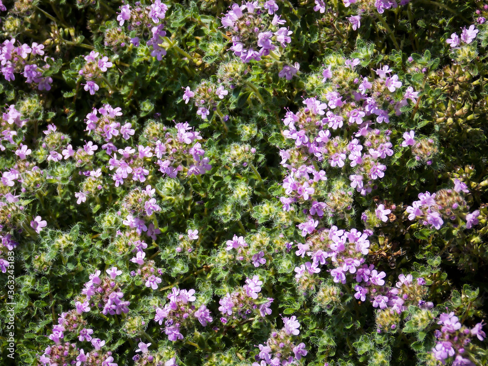 Mother of Thyme background macro