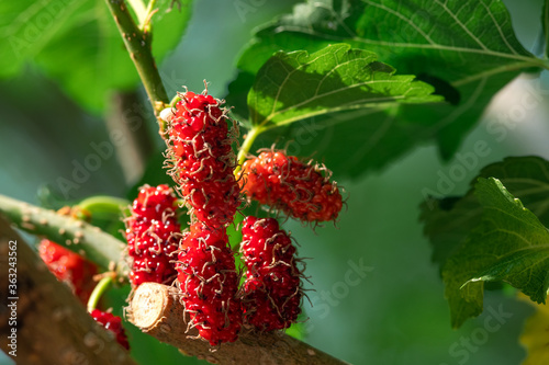 Fresh mulberry fruits on tree