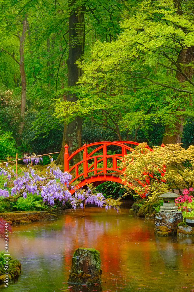 Fototapeta Small bridge in Japanese garden, Park Clingendael, The Hague, Netherlands