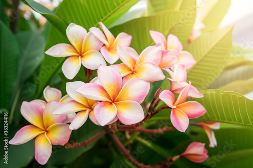 plumeria flower pink and yellow