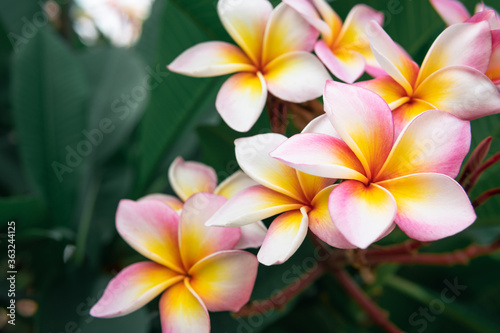 plumeria flower pink and yellow