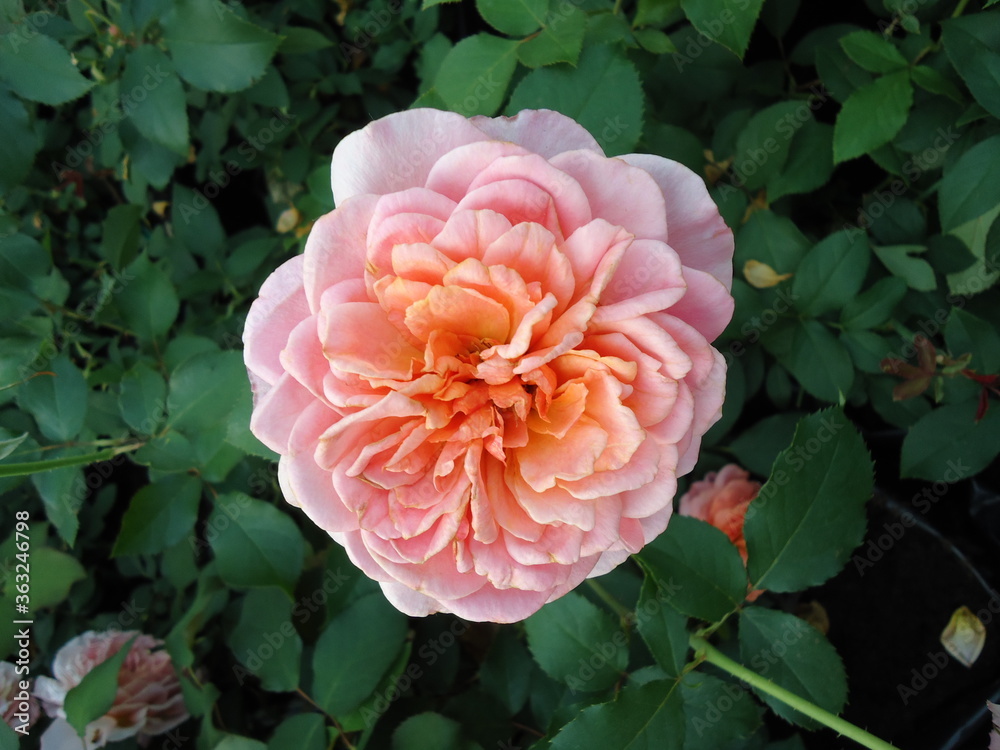 Flower Flower