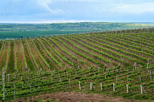 Growing vineyards in Moldova