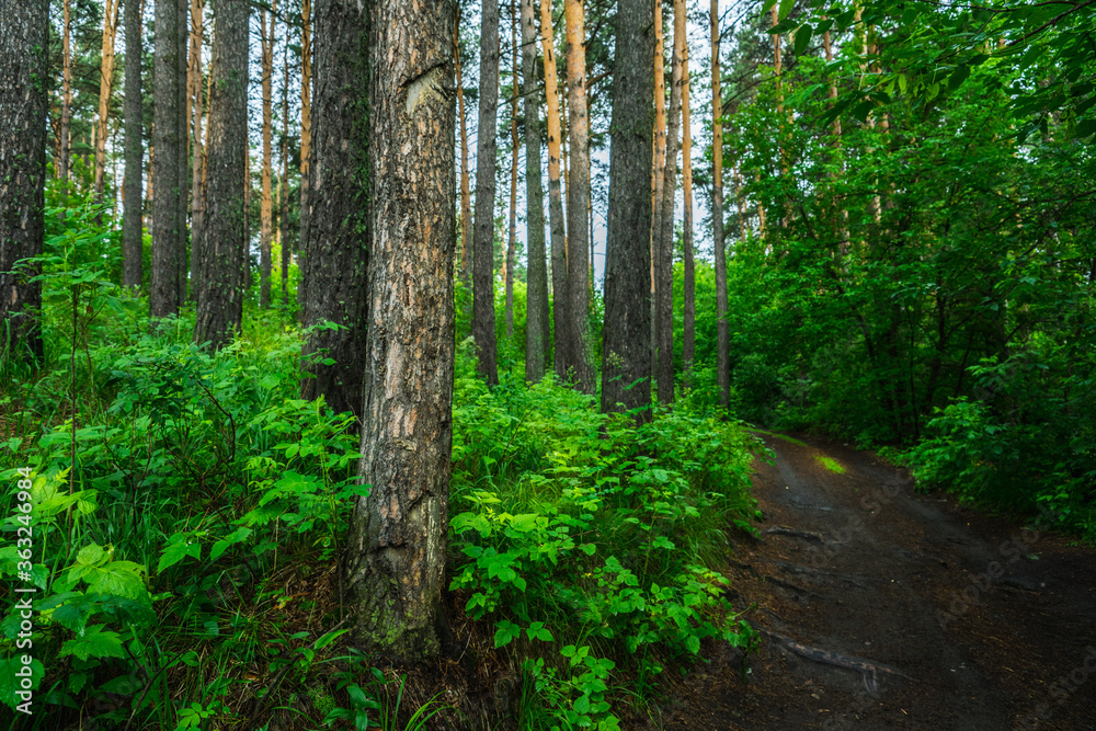 Naklejka premium Pathway through beautiful summer forest with different trees
