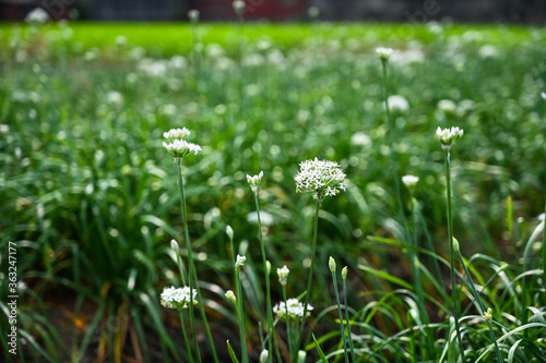 Chinese Chive flower field