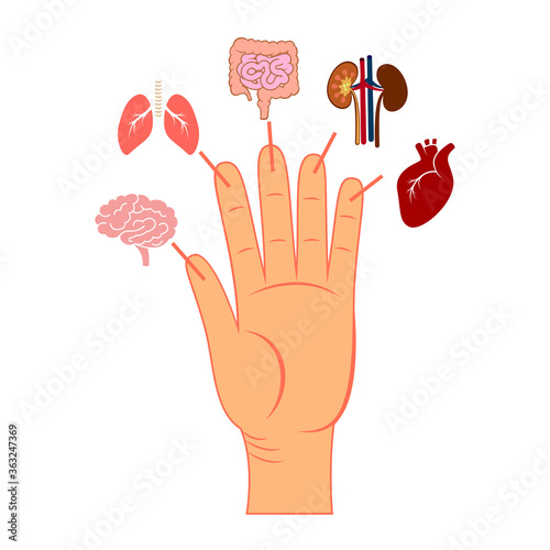 Connection between fingers and internal organs. Japanese treatment method. Flat simple vector illustration isolated on the white background.