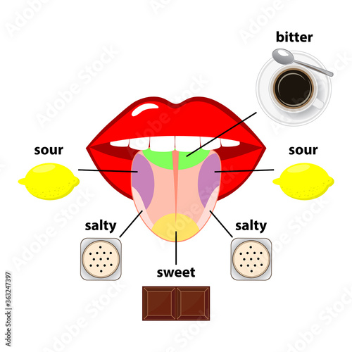 Tongue taste areas. Four sections of projection - sweet, salty, sour and bitter  - represented by chocolate, salt, lemon and black coffee. Simple flat vector illustration isolated on white background.