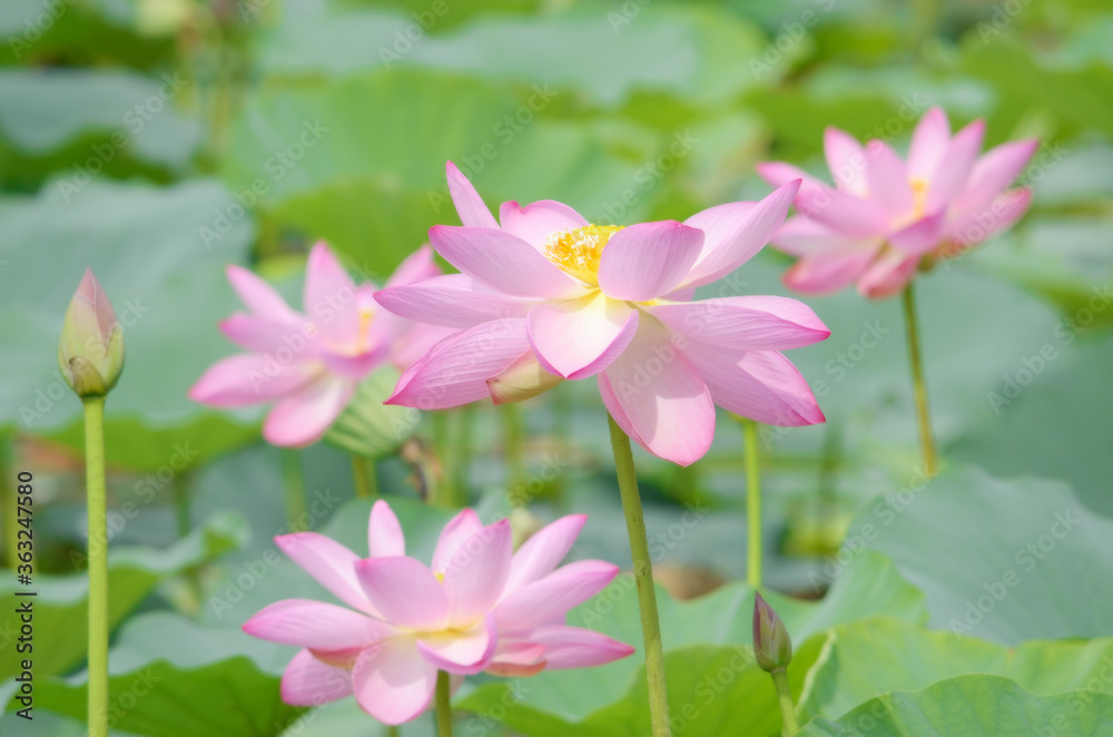 咲き誇るハスの花