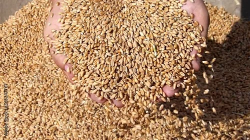 rice grain background