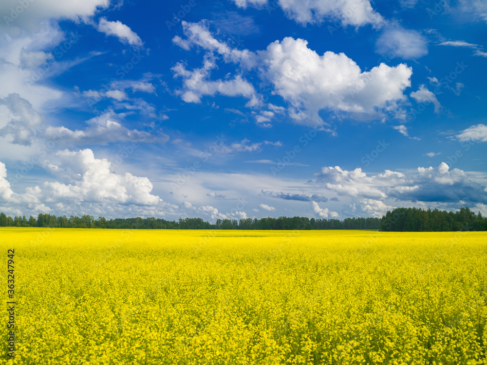 Natural landscape with blooming rapeseed field, blue sky with clouds on a sunny summer day Natural landscape with blooming rapeseed field, blue sky with clouds on a sunny summer day