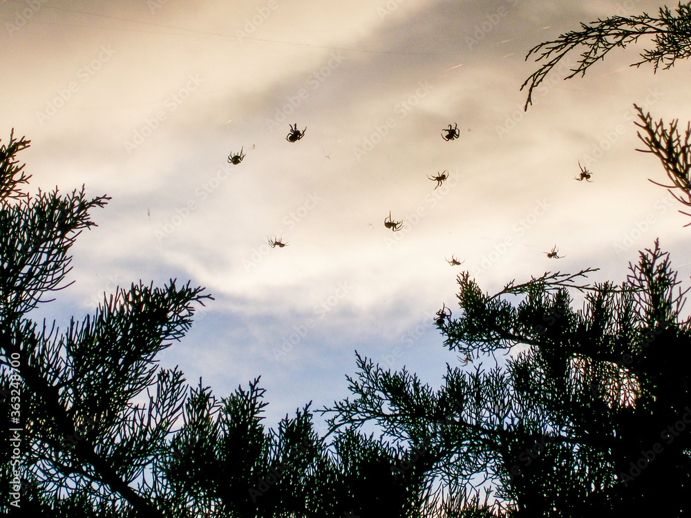 Obraz premium Flying spiders under a cloudy sky