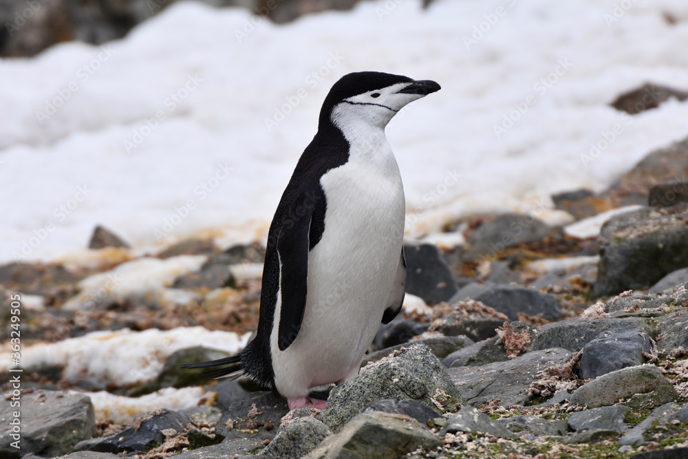 Fototapeta premium Chinstrap penguin at Half Moon Island, Antarctica