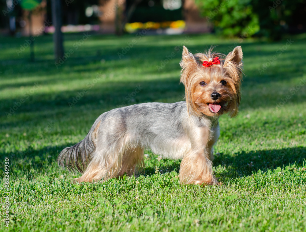 Dog pet Yorkshire Terrier on a walk in the park on summer day Dog pet Yorkshire Terrier on a walk in the park on summer day