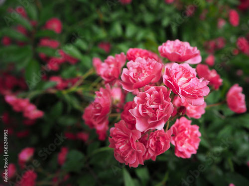 Close-up of small buds of spray roses of pink shades on a background of foliage. Flora of Russia. Beautiful garden shrub