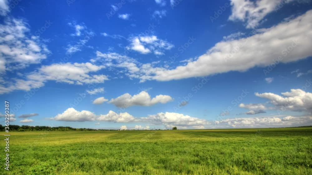 field of grass and blue sky field of grass and blue sky