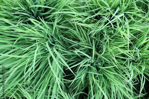 Rice field  top view of rice plantation. Sprouts of young rice.