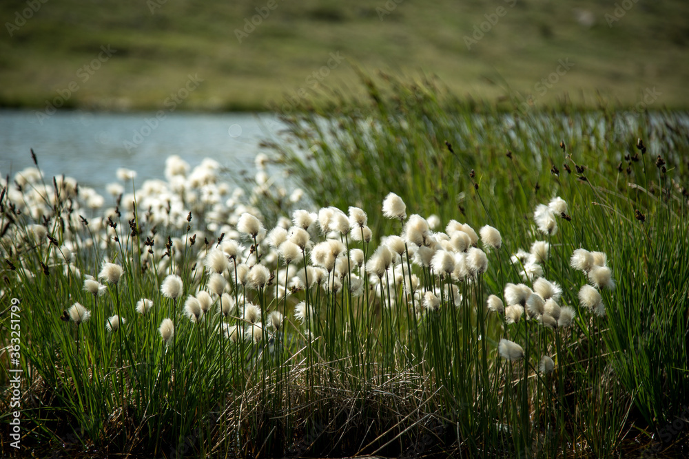 Fototapeta premium Traveling in Russia. Tour to the Altai. View of a mountain glacial lake and flowers. Radial hike.
