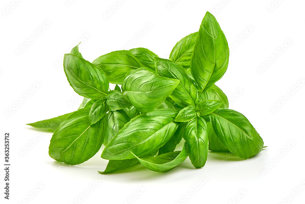 Fresh basil leaves, close-up, isolated on a white background Fresh basil leaves, close-up, isolated on a white background
