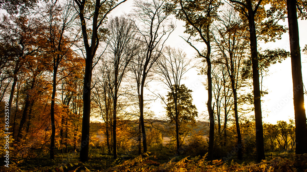 foret d'automne