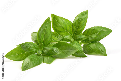 Fresh basil leaves, close-up, isolated on a white background