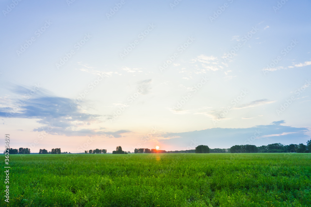 Sunrise on the green summer field. Summer landscape. Sunrise on the green summer field. Summer landscape.