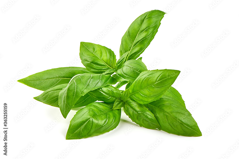 Fresh basil leaves, close-up, isolated on a white background Fresh basil leaves, close-up, isolated on a white background