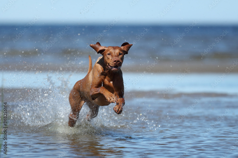 Beautiful Vizsla dog in nature. Dog runs on water