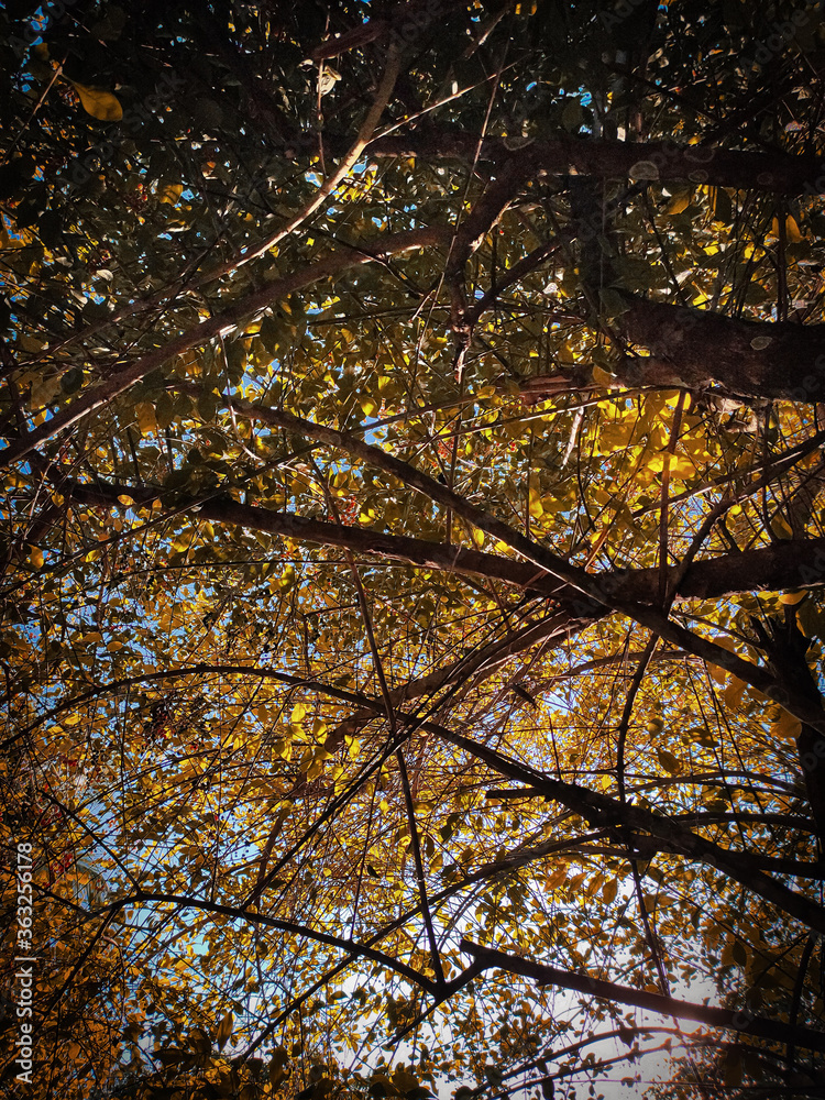 autumn in the park autumn in the park
