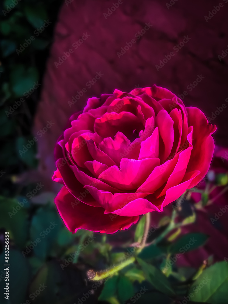 pink rose in the garden