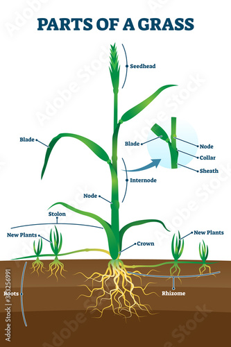 Parts of grass with educational labeled structure anatomy vector illustration