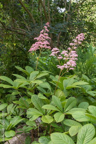 Rodgersia pinnata 'Rubra' Bronze-Blatt photo