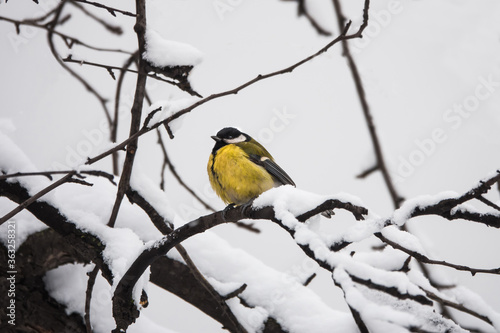 Tit sits on a snowy branch