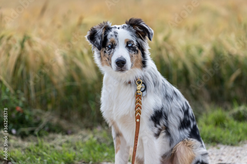 Blue Merle Australian Shepherd