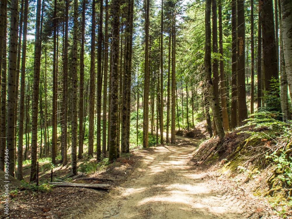 Fototapeta premium Italia, Toscana, il bosco di Vallombrosa.