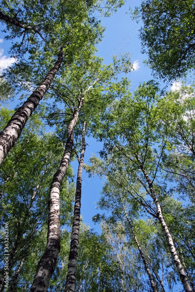 Fototapeta premium Summer sunny day in the forest.
