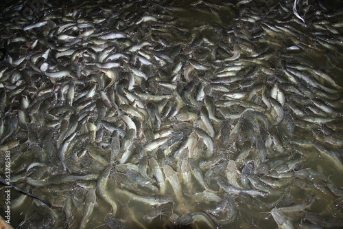 Fotografía hordes of catfish in a pond that is being fed by breeders